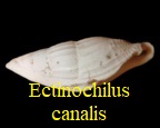 Ectinochilus canalis, Coquebert de Montbret & Brongniart, 1793